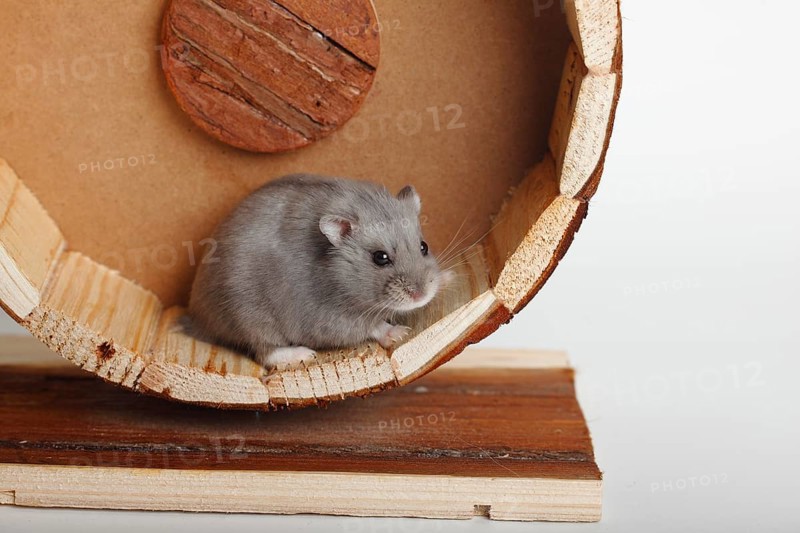 Campbell's Russian Dwarf Hamsters