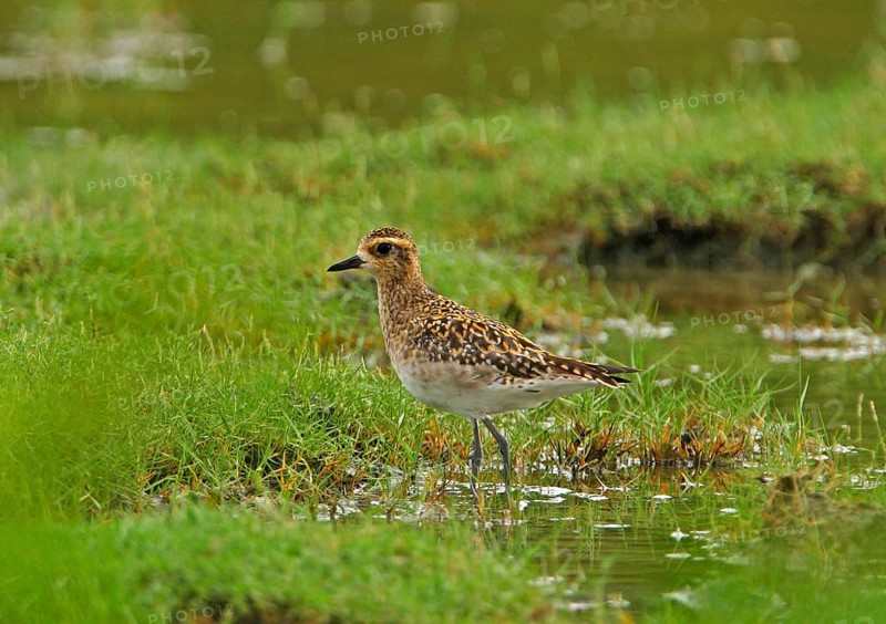 Pacific golden plover