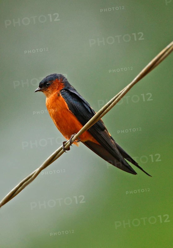 Ceylon Swallow