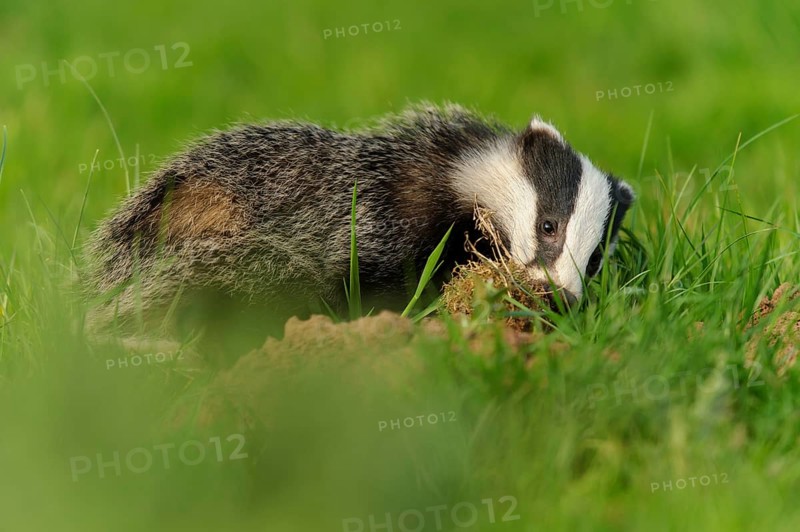 Eurasian Badger