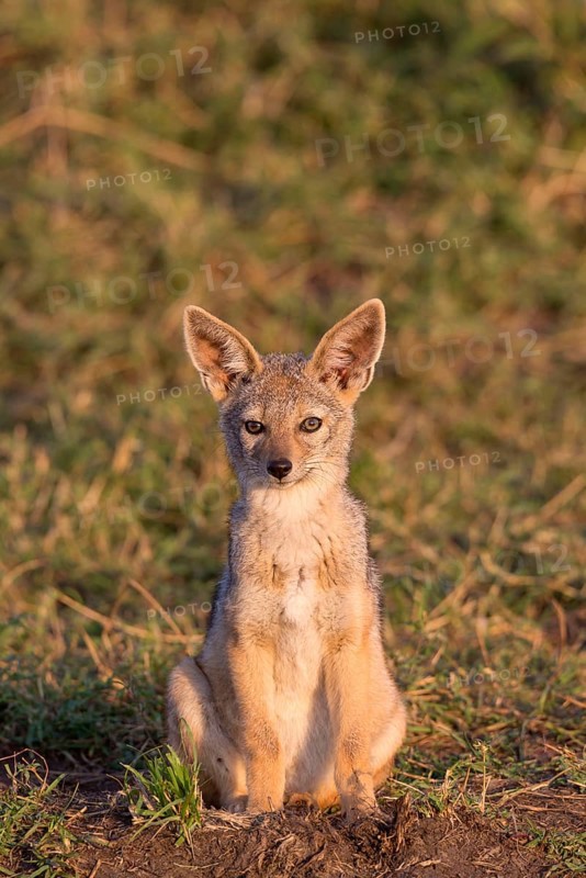 Black-backed jackals
