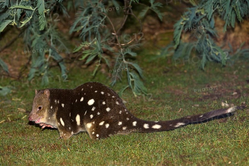 Giant marsupial