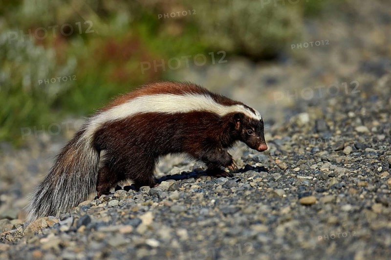 Patagonian Hog-nosed Skunk