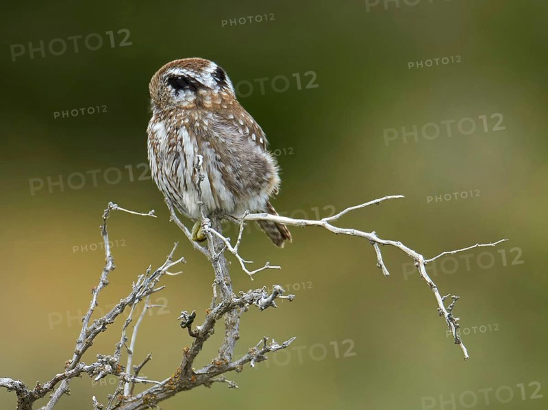 Austral Pygmy-owl
