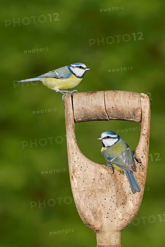 Blue Tit