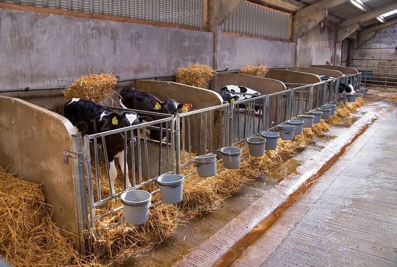 Domestic Cattle