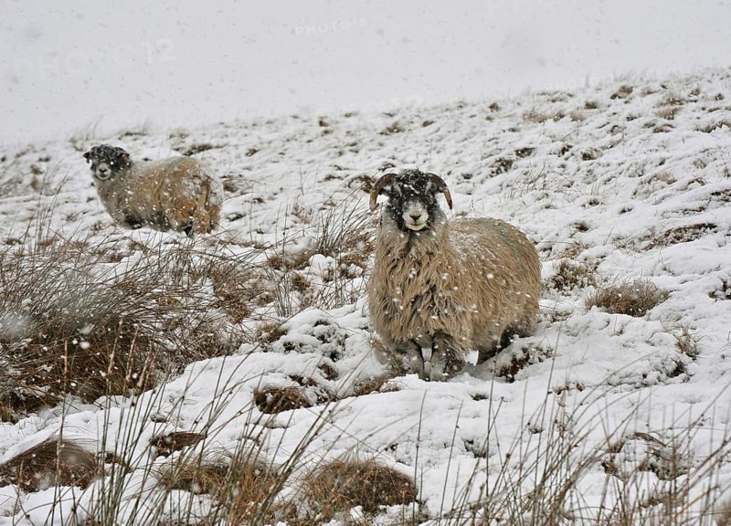Domestic sheep