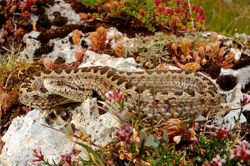 Meadow viper