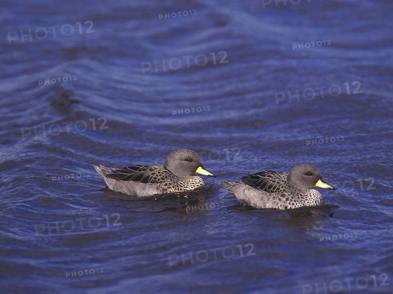 South American Teal