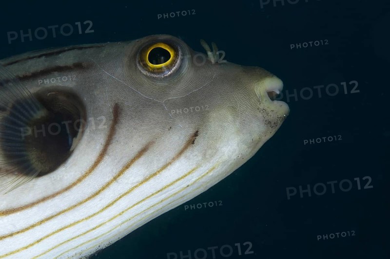 Striped puffer