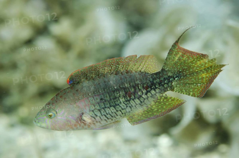 Two-spot Wrasse