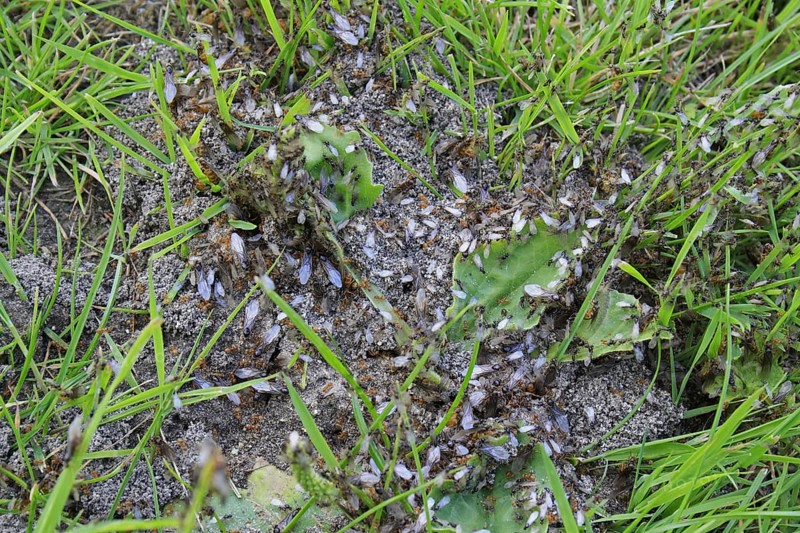 Yellow Meadow Ant