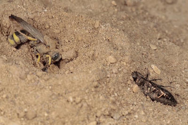 Solitary wasp