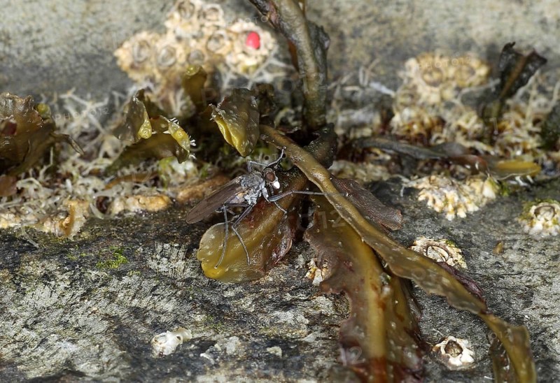 Shorefly