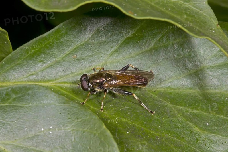 Hoverfly