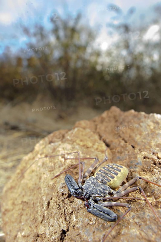 Variegated Tailless Whip whipscorpion