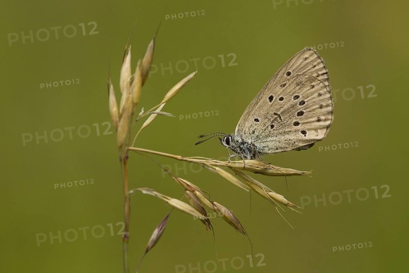 Mountain alcon blue