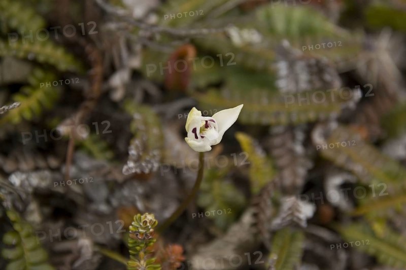 Dog Orchid