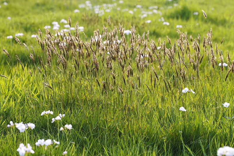 Common Ryegrass