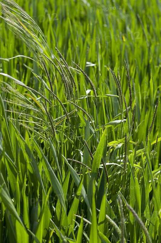 Barren brome