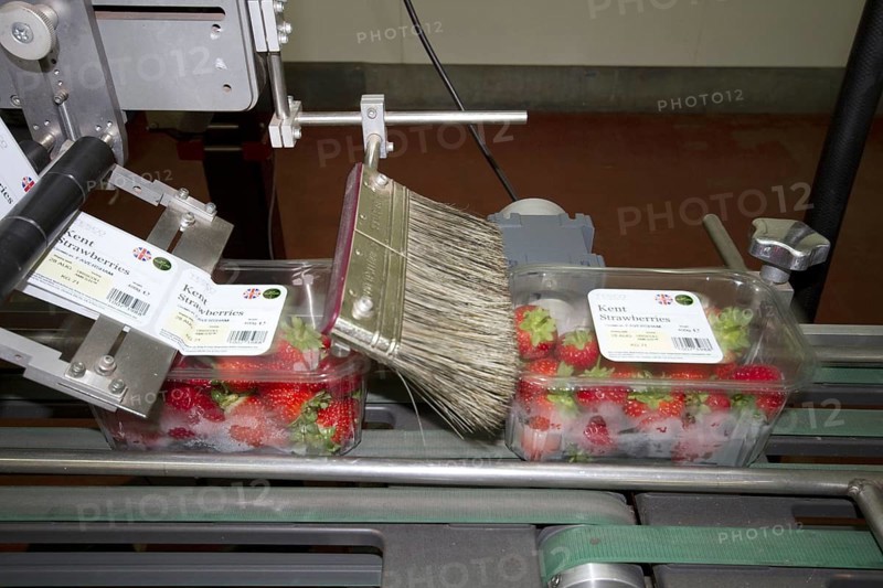 Strawberry production line