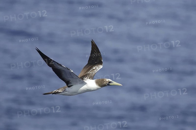 Tasmanian Masked Booby