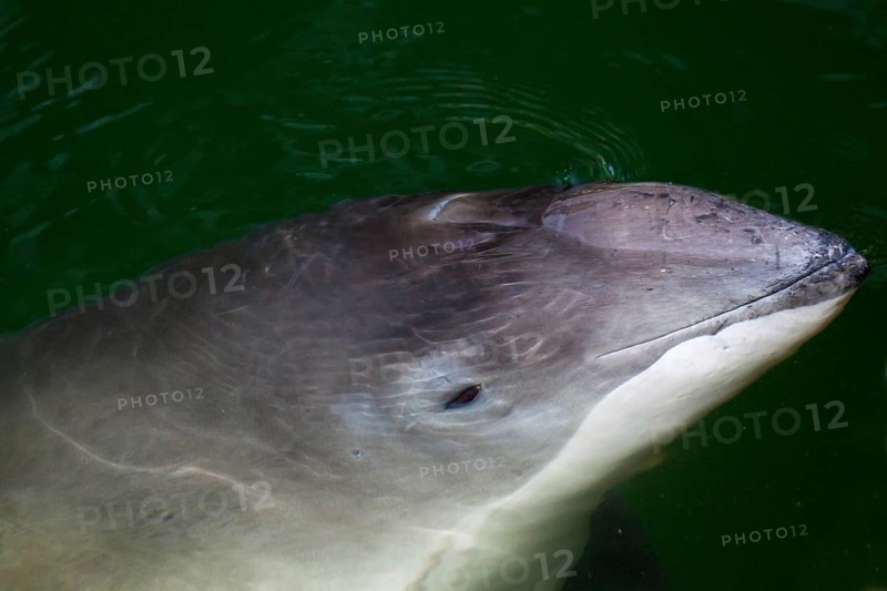 Harbour porpoise