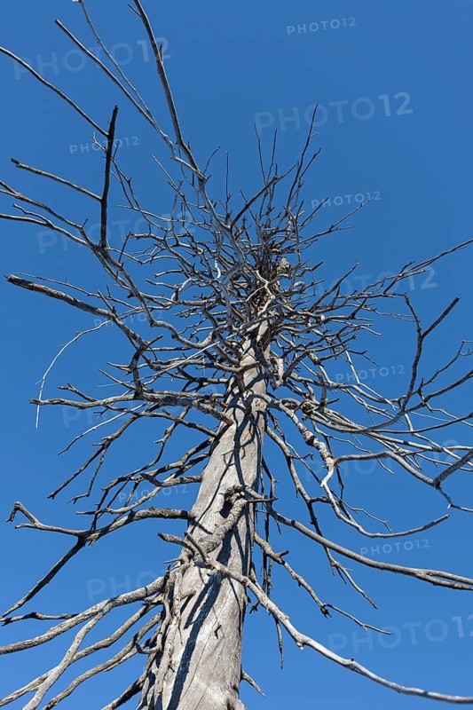 Dead spruce with infestation by the European spruce bark beetle