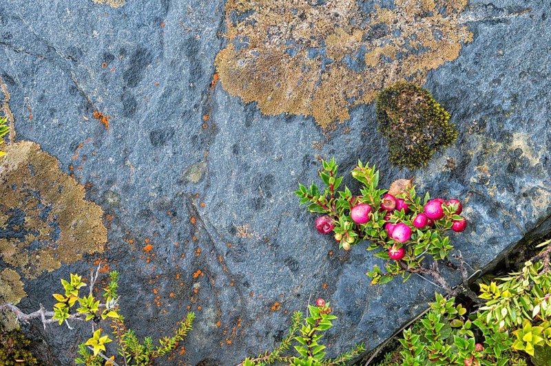 Lichens and berries on a rock