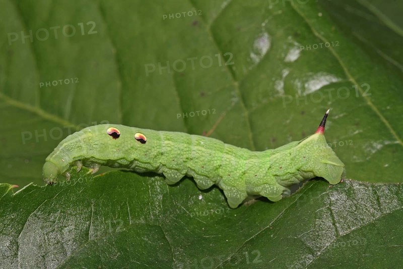 Elephant hawk-moth