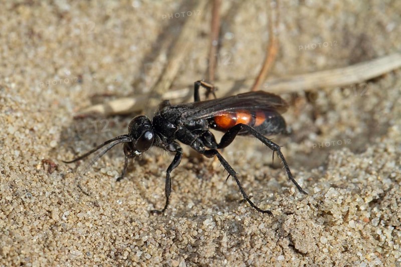 Spring wasp