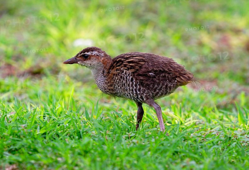 Buff-banded Rail