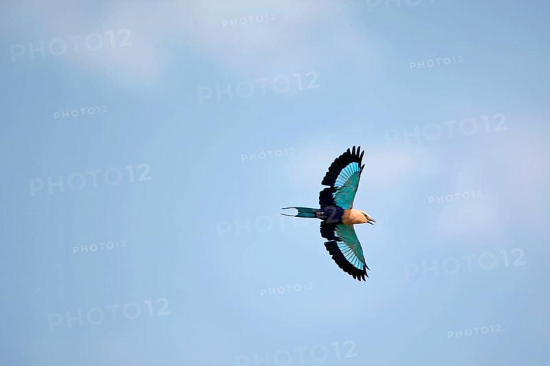 Blue-bellied roller