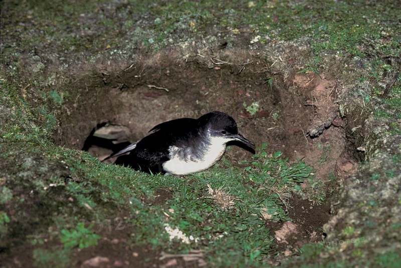 Black-billed Shearwater