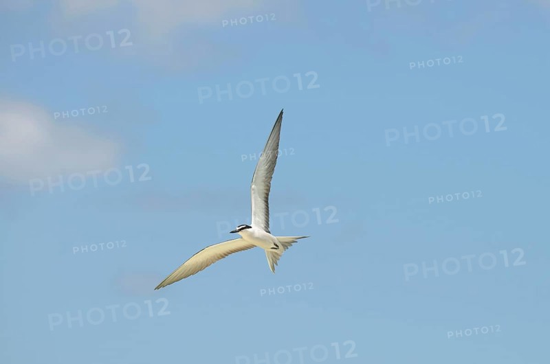 Bridled tern