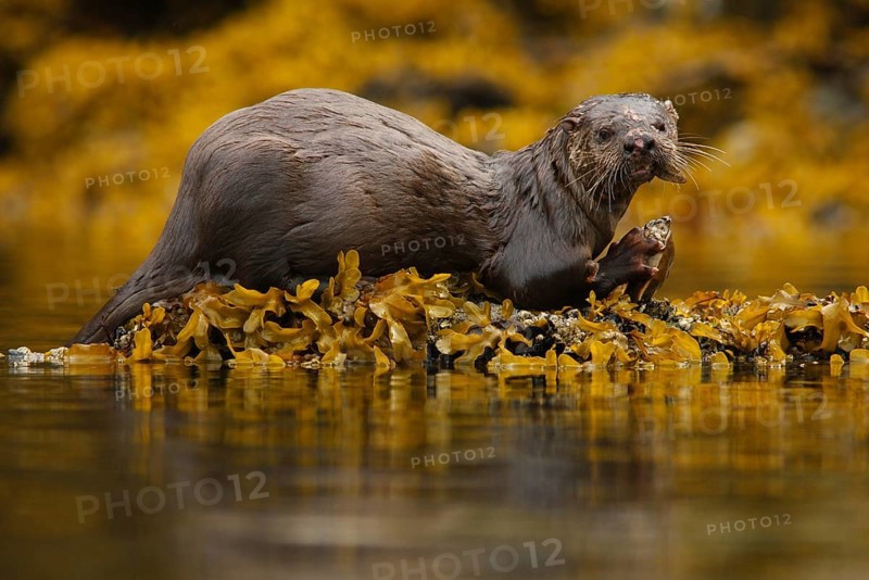 North American River Otter