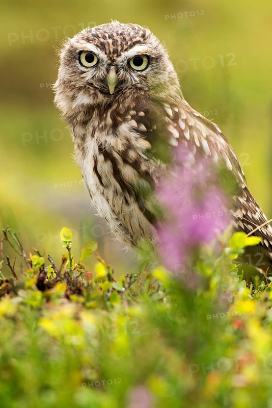 Little Owl