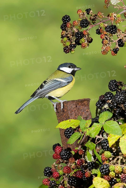 Great Tit