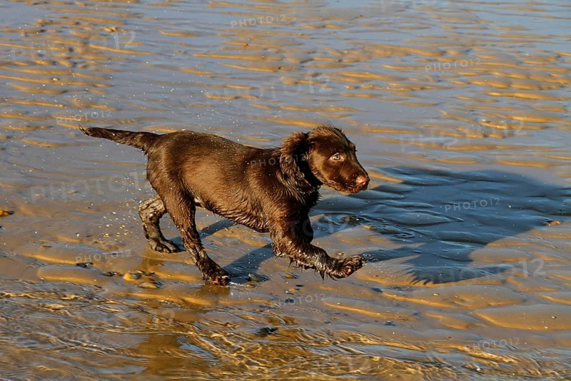 12 week old Working Cocker Spaniel runs on the beach