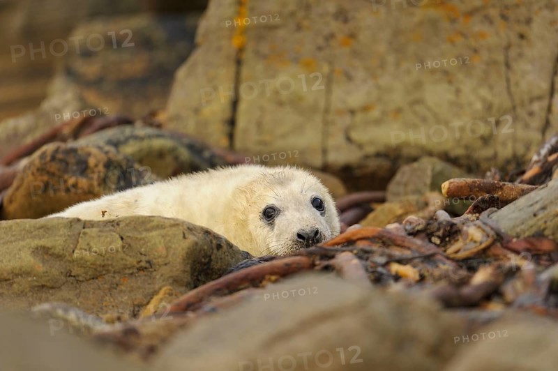 Grey Seal