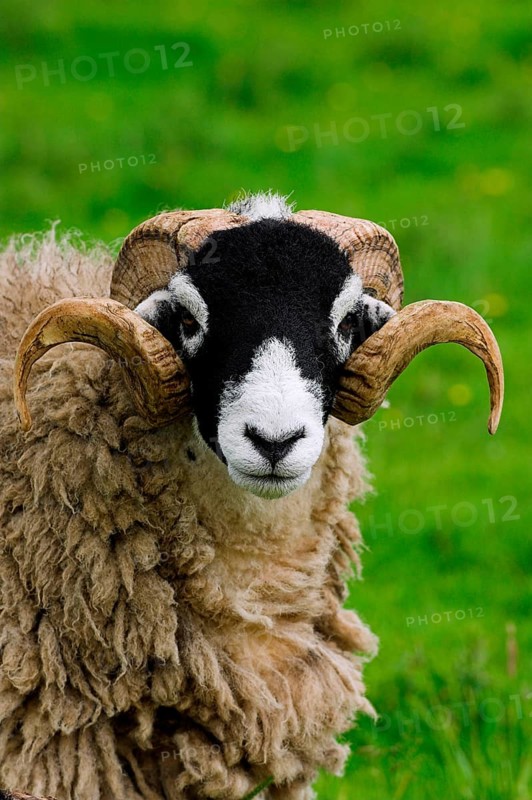Domestic Sheep