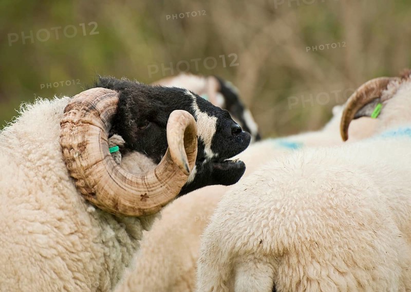 Domestic sheep