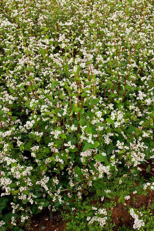 Common buckwheat