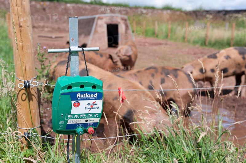 Pig farming