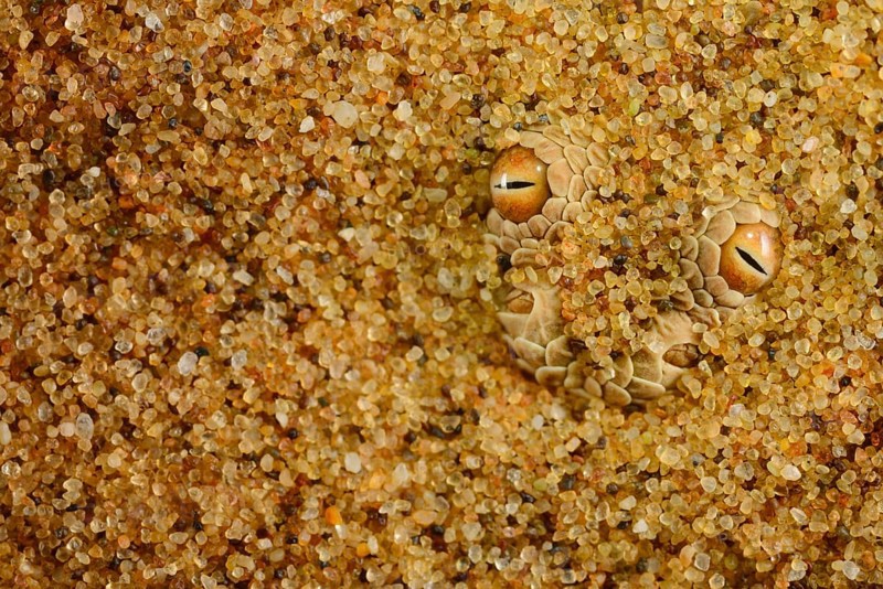 Peringuey's Adder adult