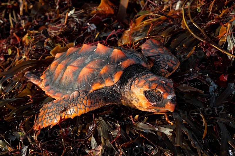 Loggerhead turtle