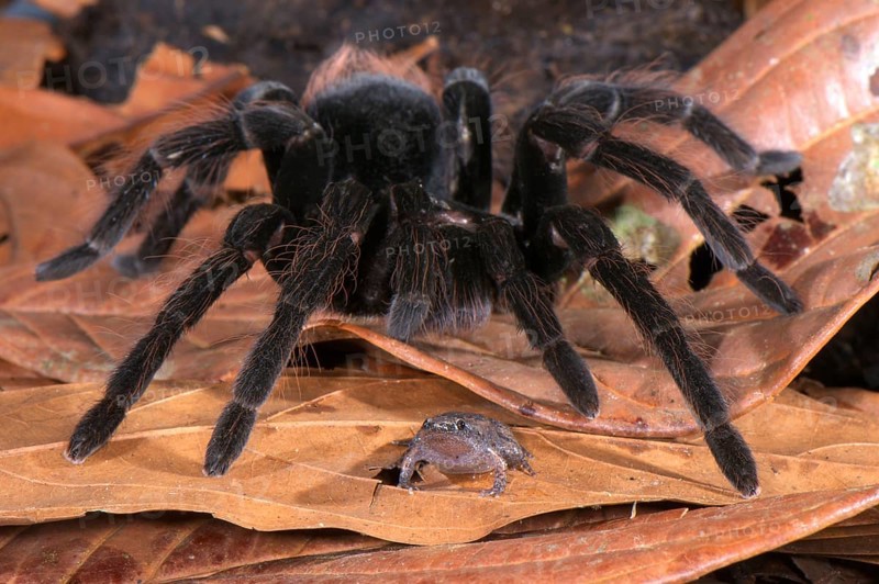 Adult Peruvian tarantula