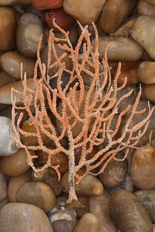 Sea fans