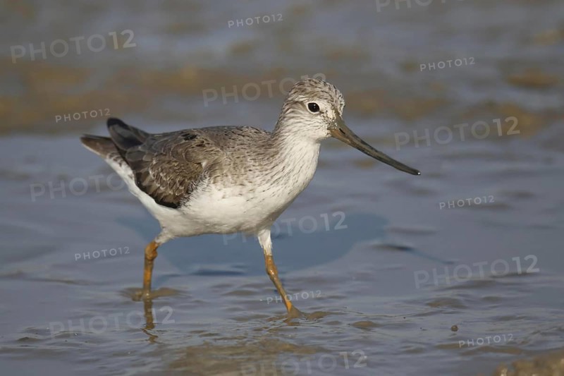 Terek Sandpiper