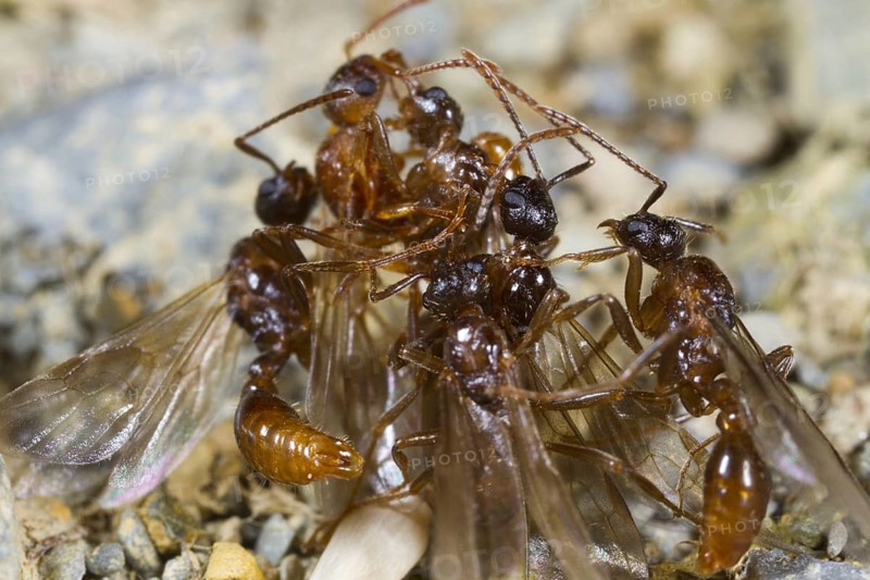 Ant